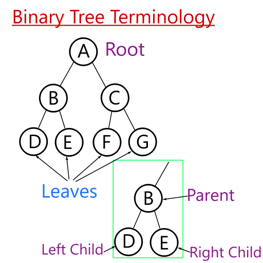Binary Tree graph with labels pointing at the root, leaves, parent, and left and right children. Binary Tree Basics