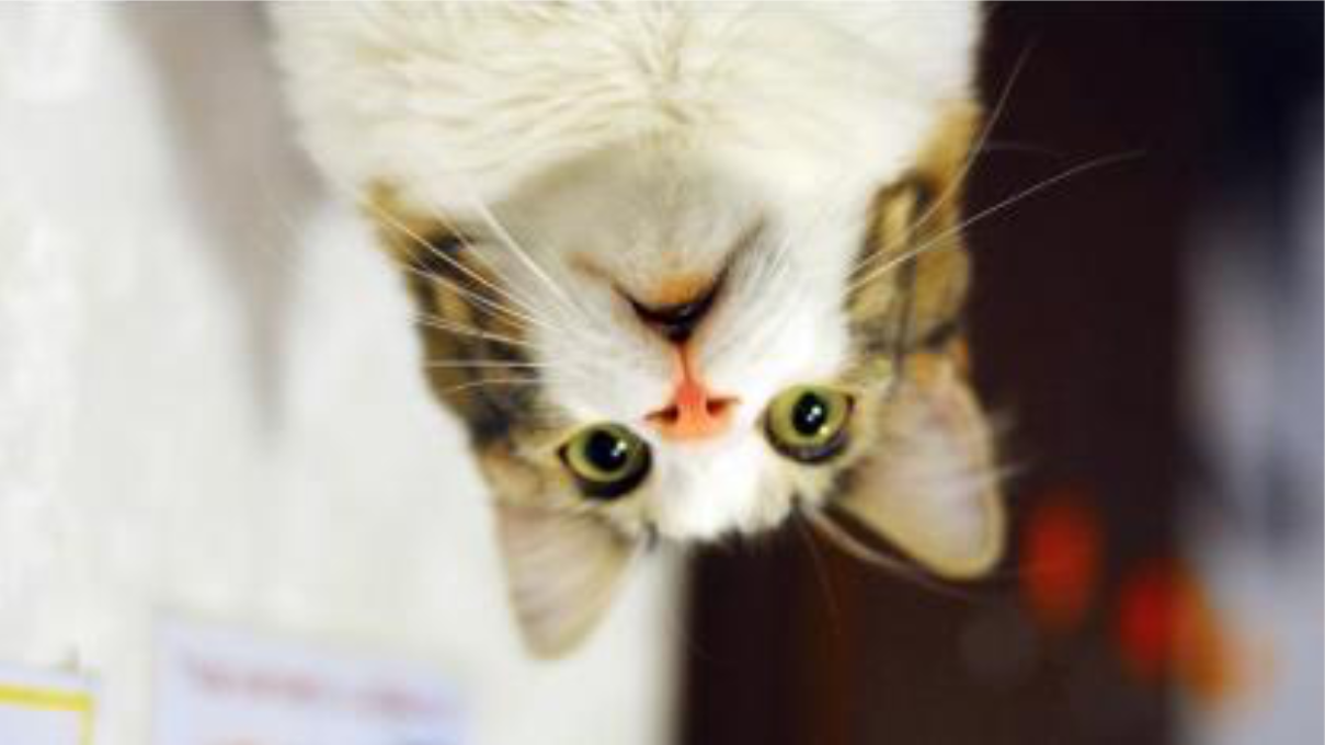 cat upside down